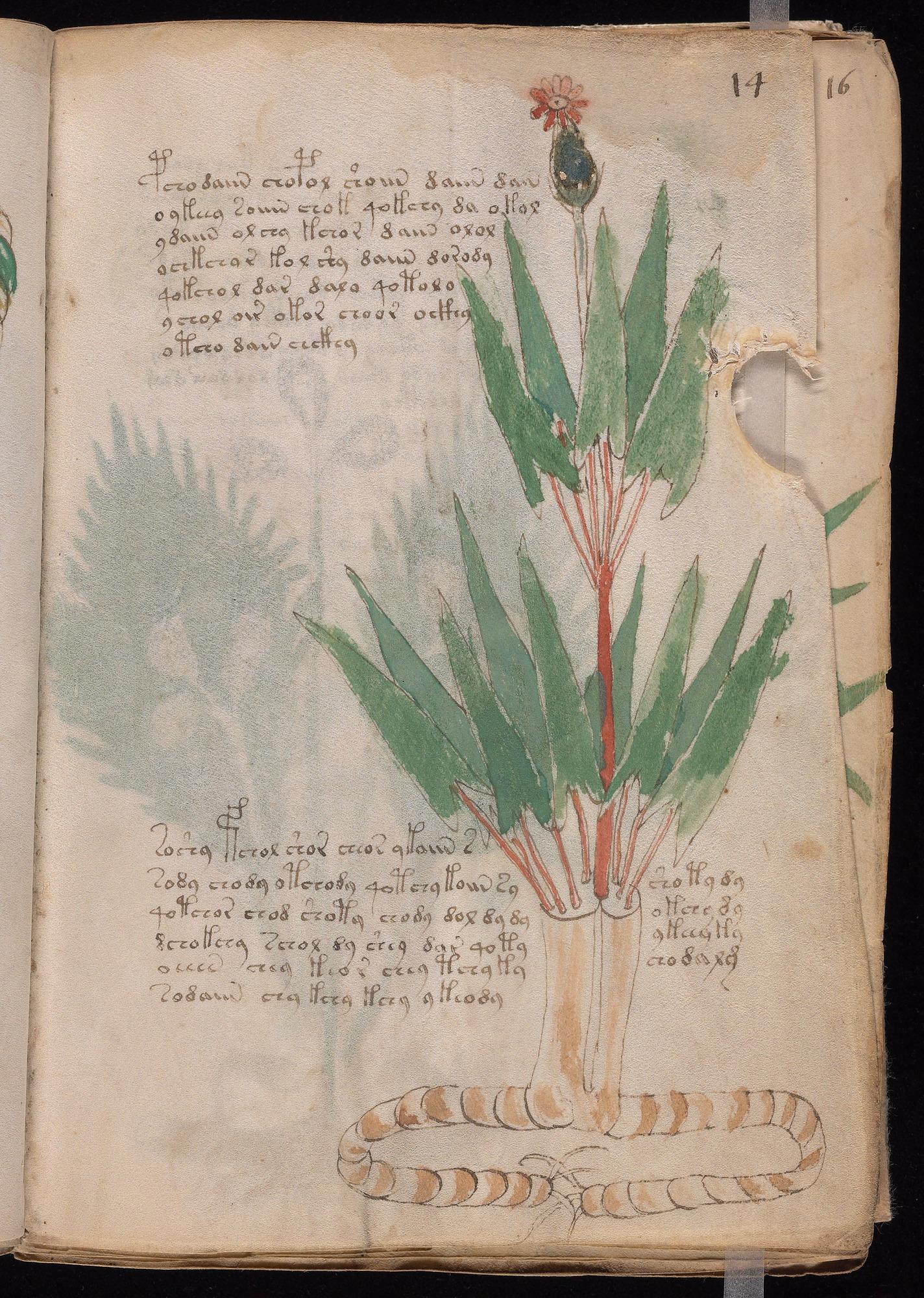 Herbal Page 25
